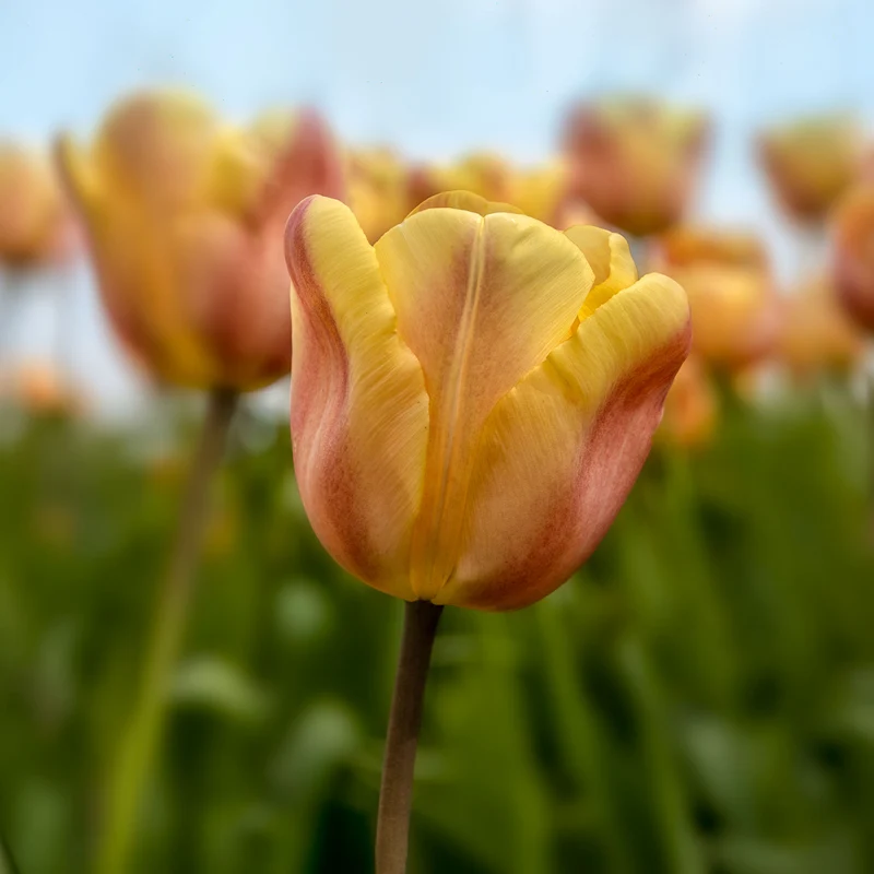 Triumph-Tulpen Apricot Foxx