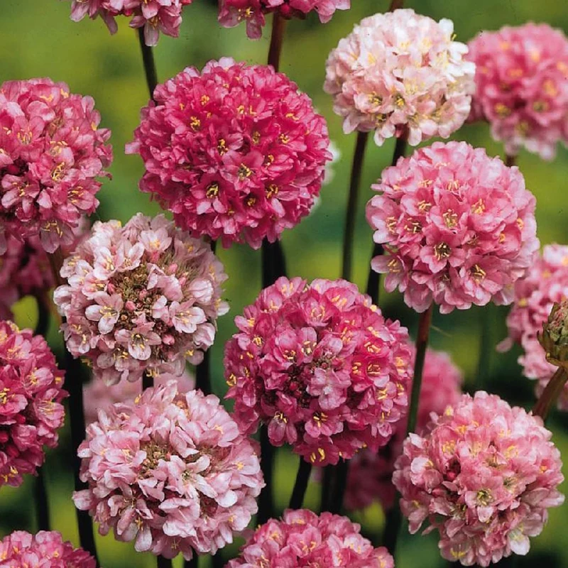 Breitblättrige Grasnelke Ballerina Lilac