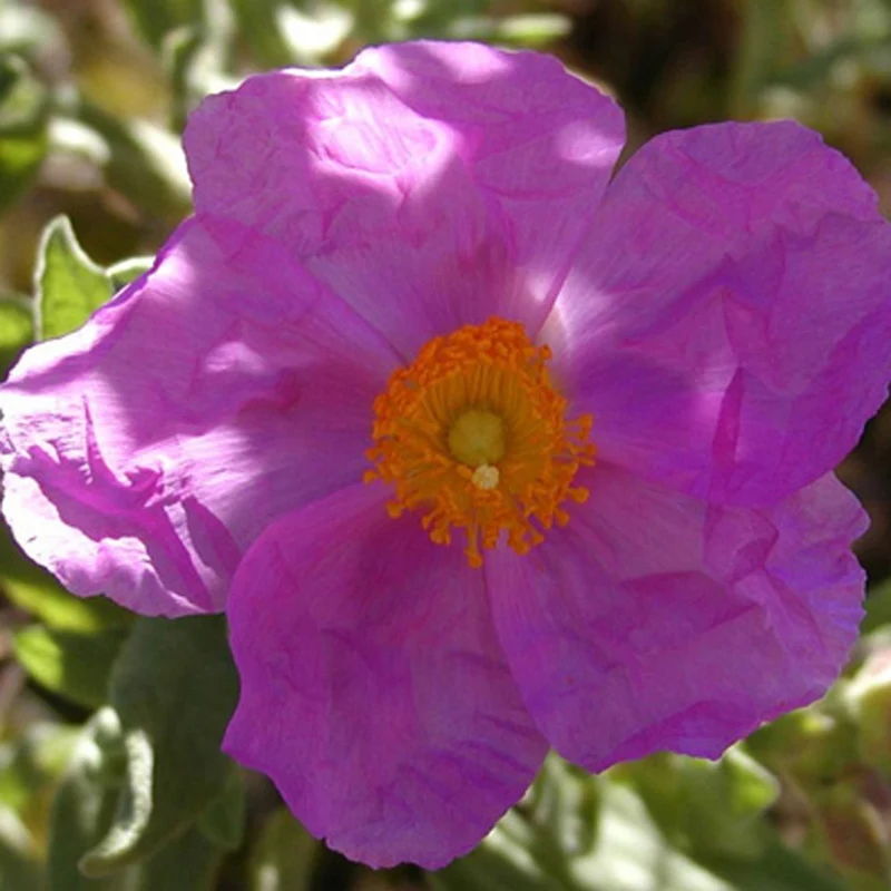 Graulaubige Zistrose