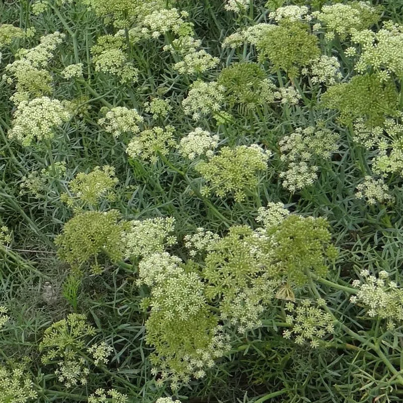 Meerfenchel