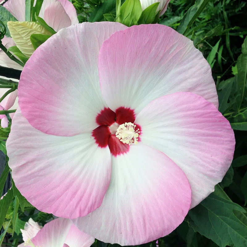 Roseneibisch Fujin ®