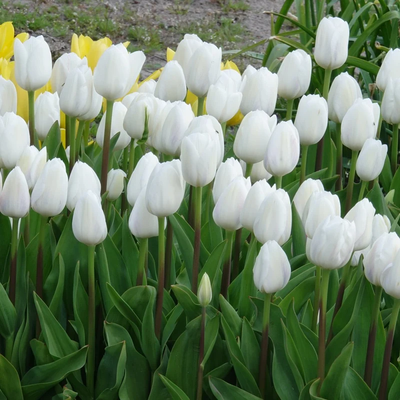 Triumph-Tulpen Royal Virgin