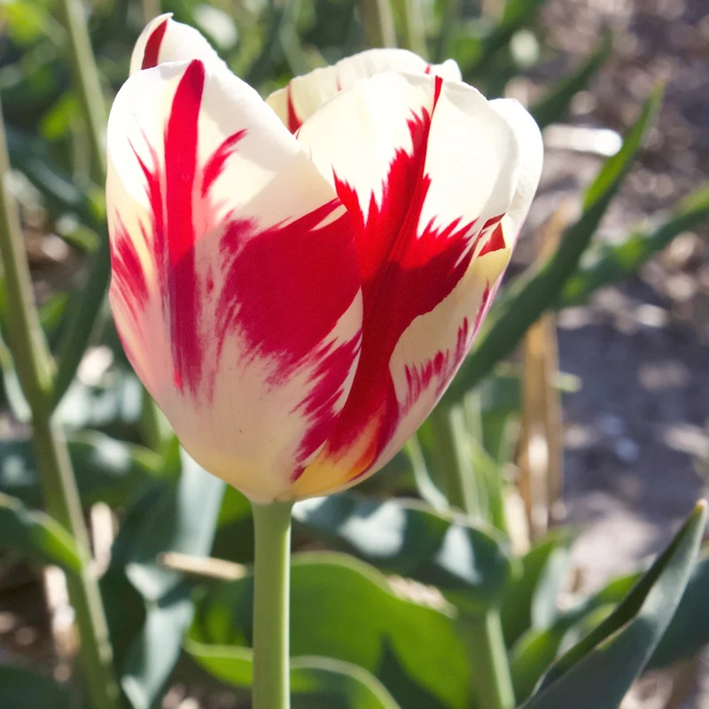 Triumph-Tulpen ‘Carnaval de Rio’ (x10)
