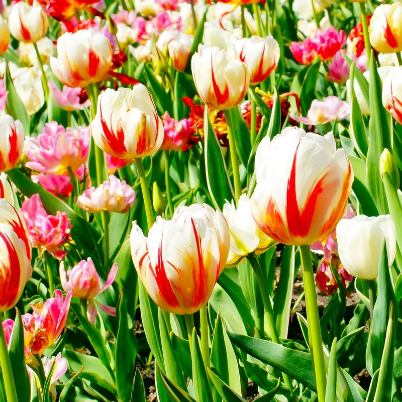 Triumph-Tulpen ‘Carnaval de Rio’ (x10)
