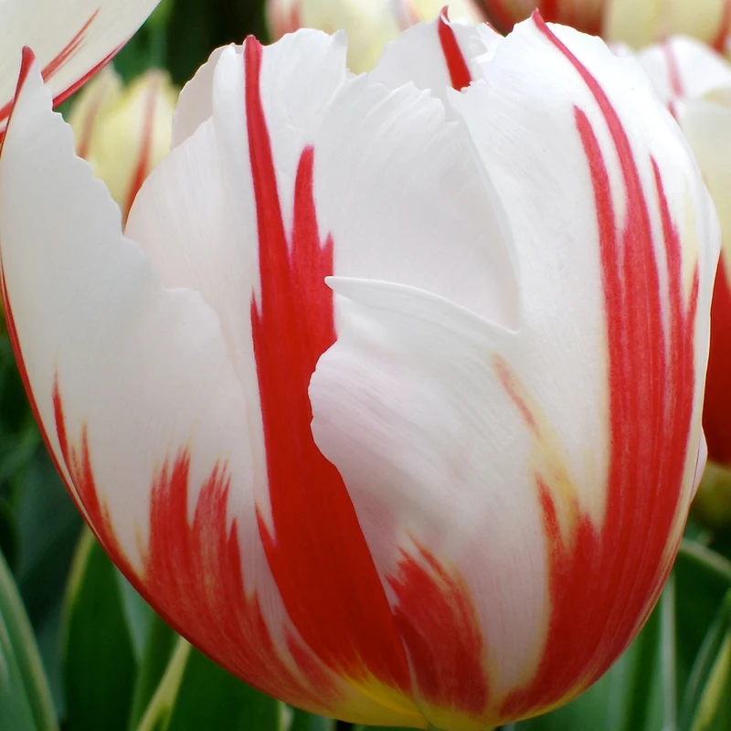 Triumph-Tulpen ‘Carnaval de Rio’ (x10)