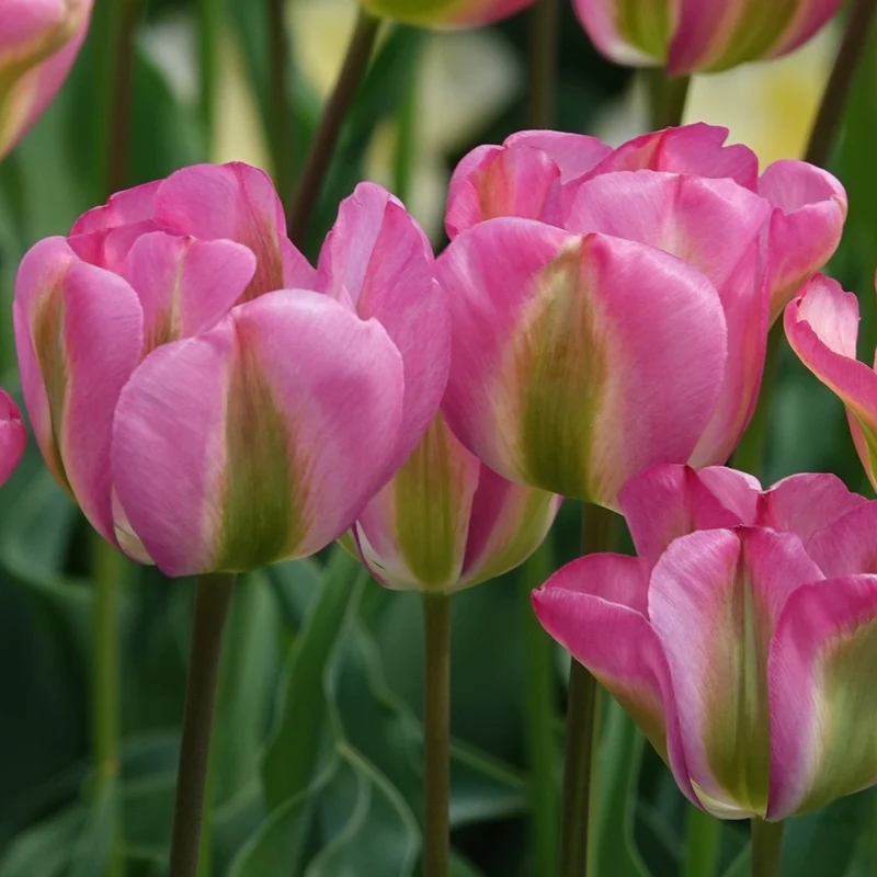 Viridiflora-Tulpen Groenland