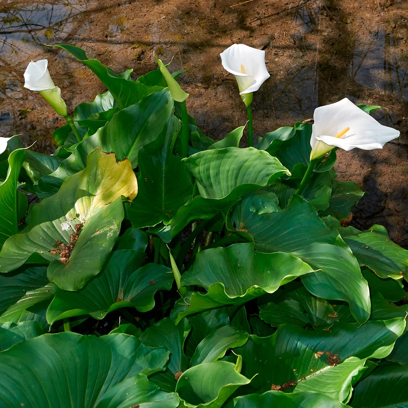 Calla weiß