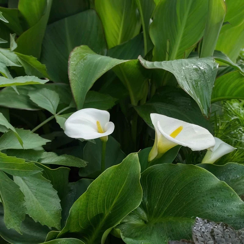 Calla weiß