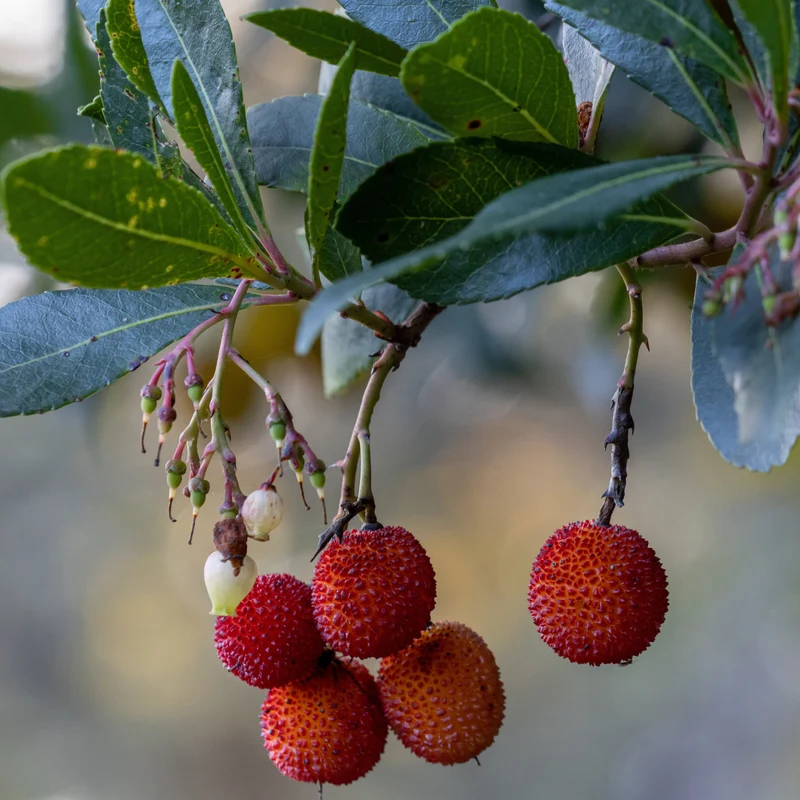 Erdbeerbaum Rubra