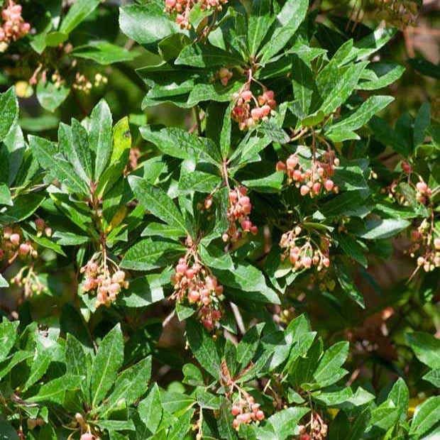 Erdbeerbaum Rubra