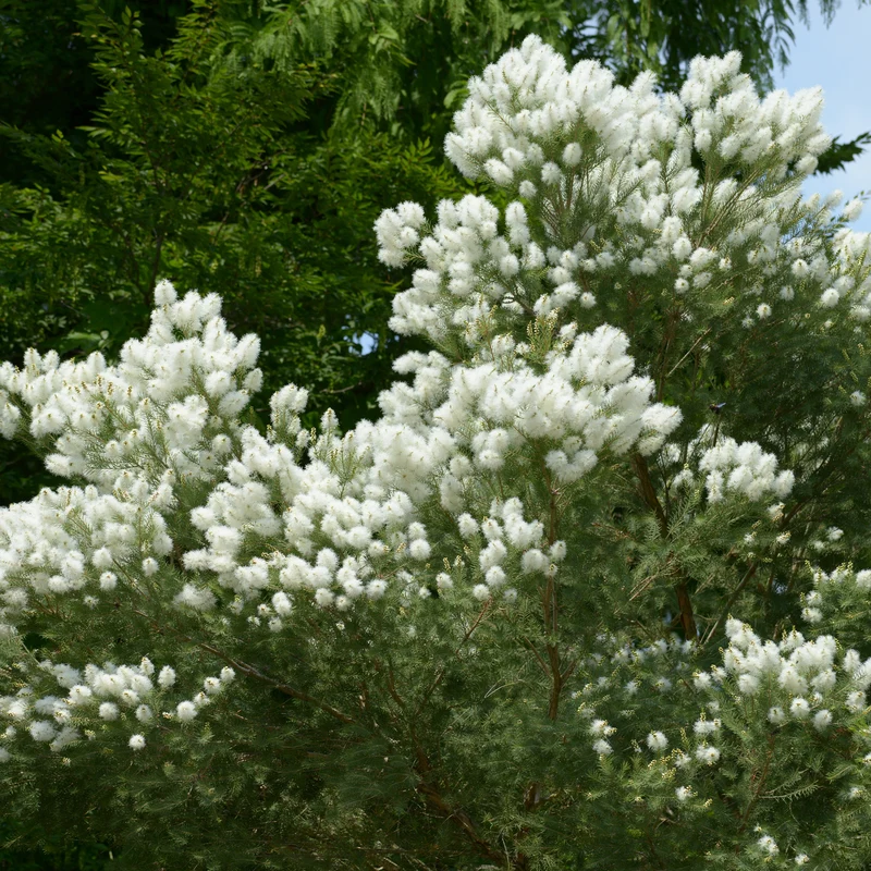 Australischer Teebaum