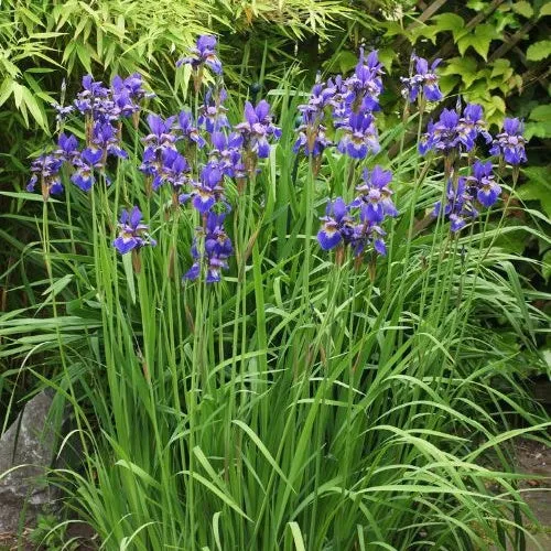 Sibirische Schwertlilie