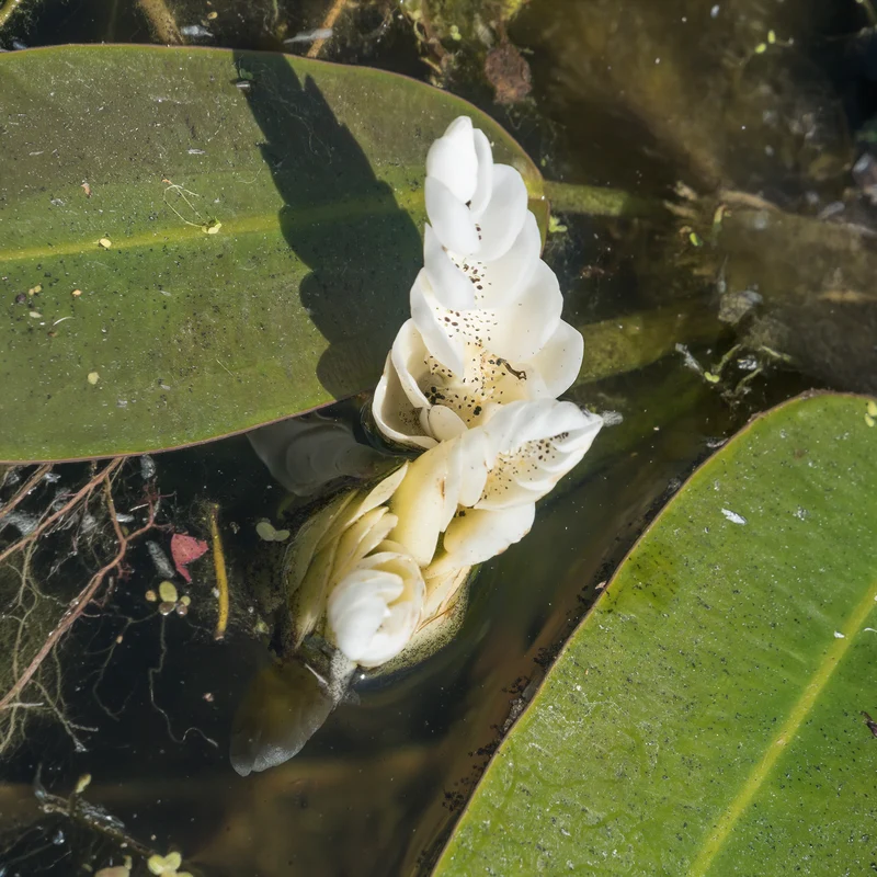 Wasser-Vanille