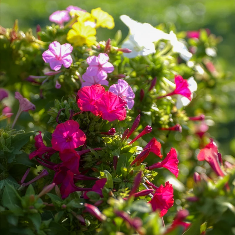 Wunderblume Mischung (x6)