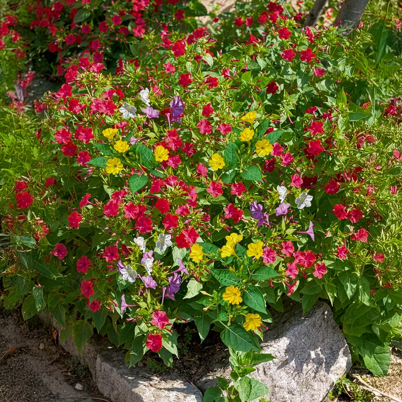 Wunderblume Mischung (x6)