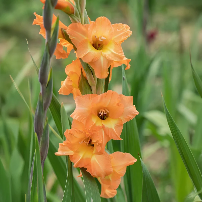 Großblütige Hybrid-Gladiolen Cornelli (x15)
