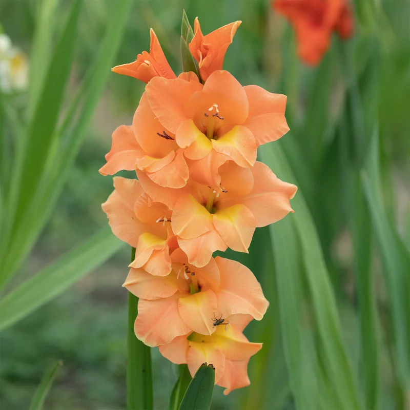 Großblütige Hybrid-Gladiolen Cornelli (x15)