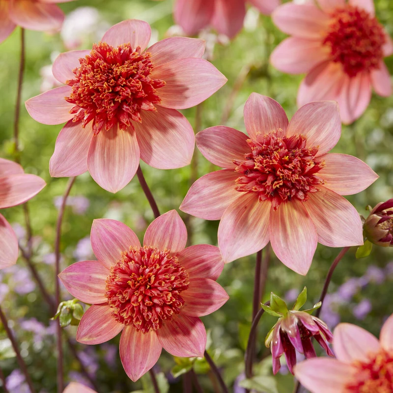 Anemonen-Dahlie ‘Totally Tangerine’
