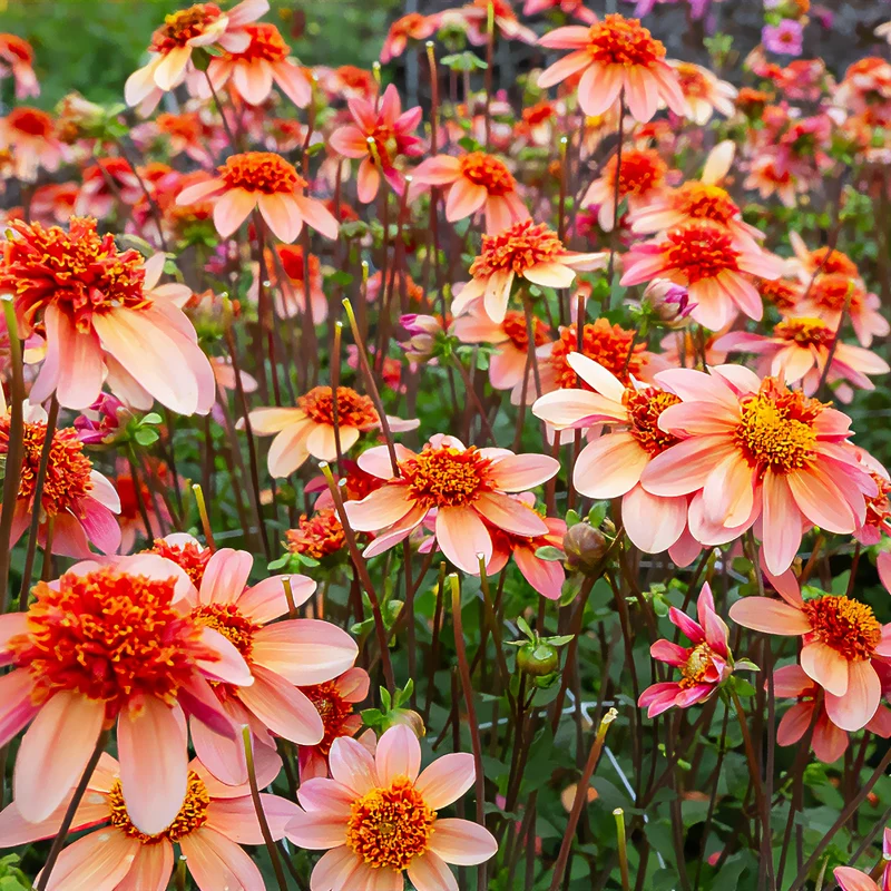 Anemonen-Dahlie ‘Totally Tangerine’