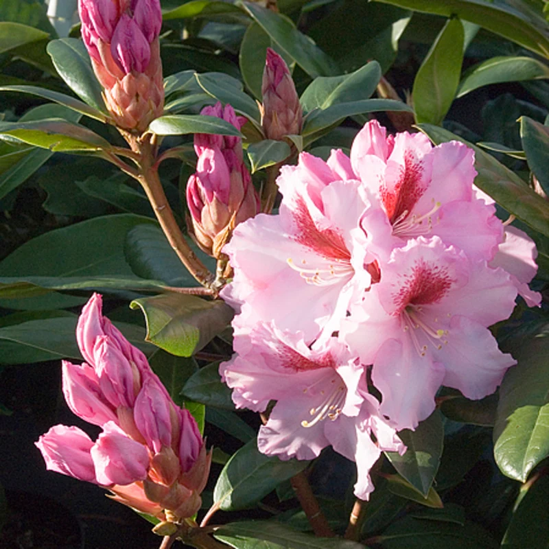 Rhododendron 'Diadem'