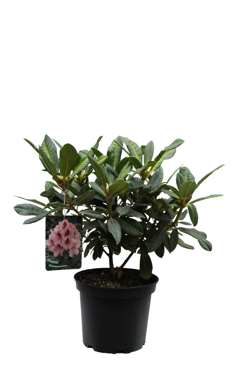 Rhododendron 'Diadem'
