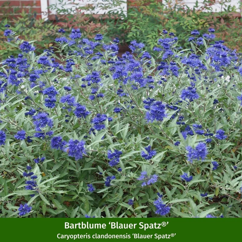 Pflanzen-Set "Mediterraner Garten"