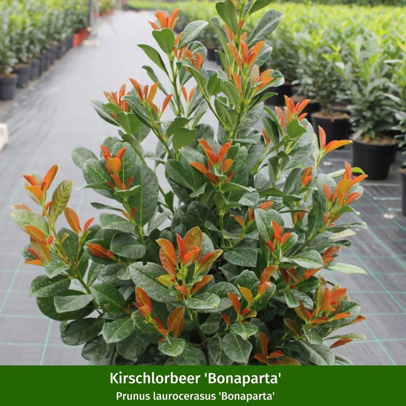 Pflanzen-Set “Wohlfühl-Garten“