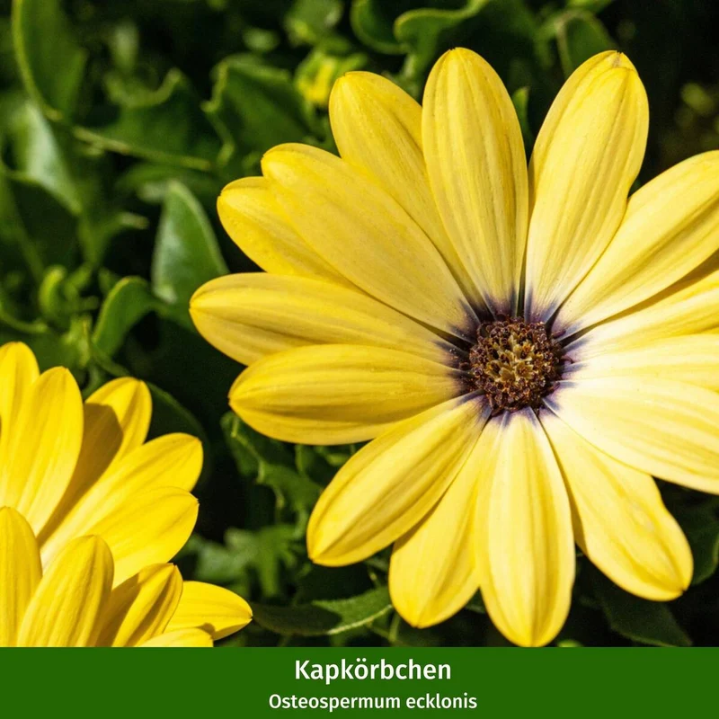Balkonblumen "Gelber Sonnenschein"