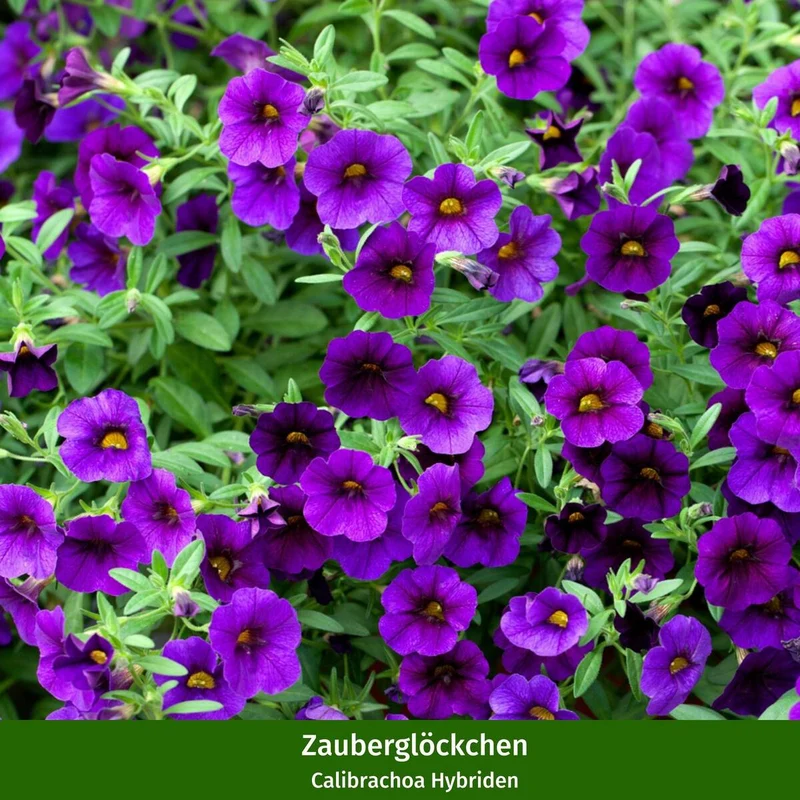 Balkonblumen "Romantische Balkonpracht"