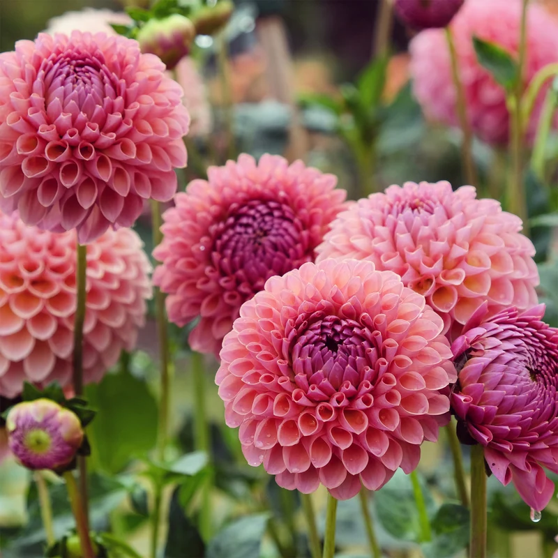 Pompon-Dahlie ‘Jowey Winnie’