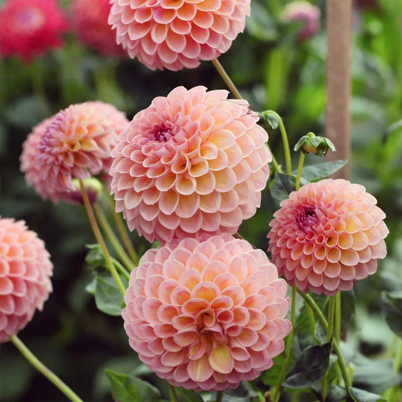 Pompon-Dahlie ‘Jowey Winnie’