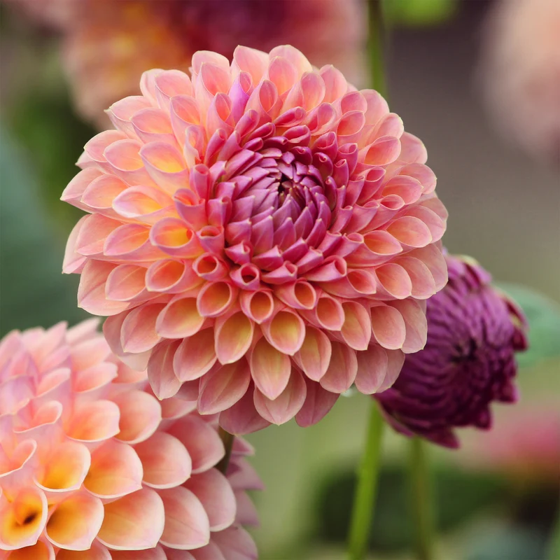 Pompon-Dahlie ‘Jowey Winnie’