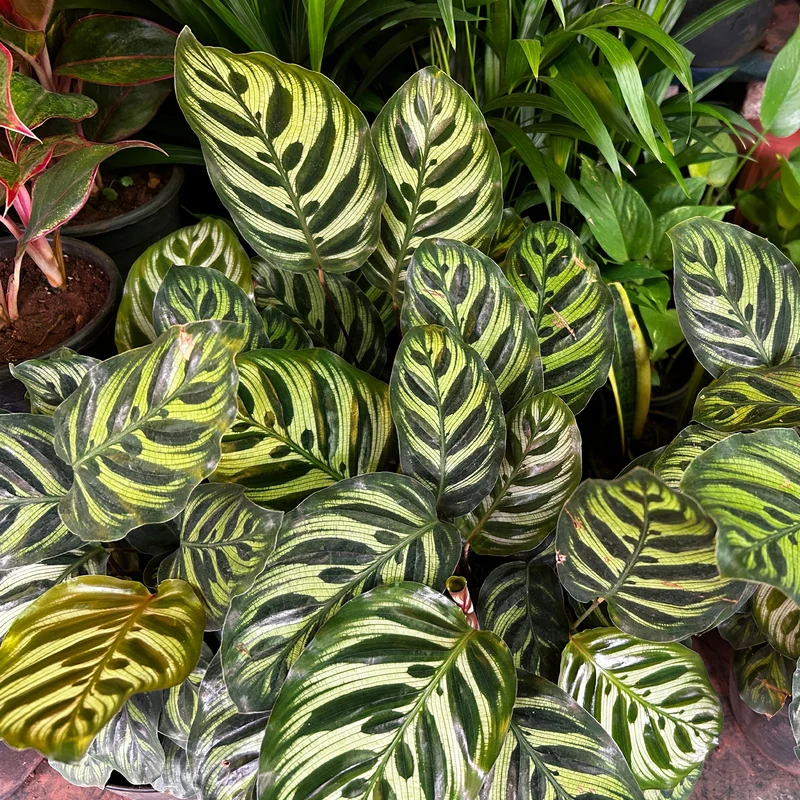 Korbmarante 'Makoyana'