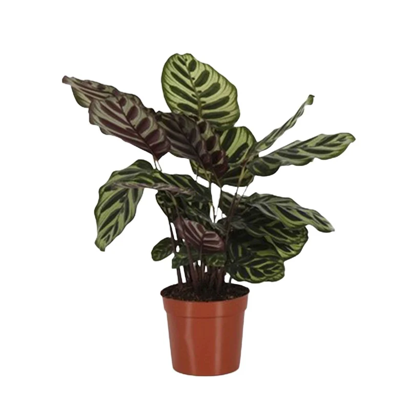 Korbmarante 'Makoyana'