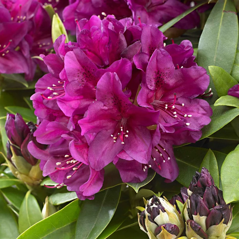 Rhododendron 'Polarnacht'