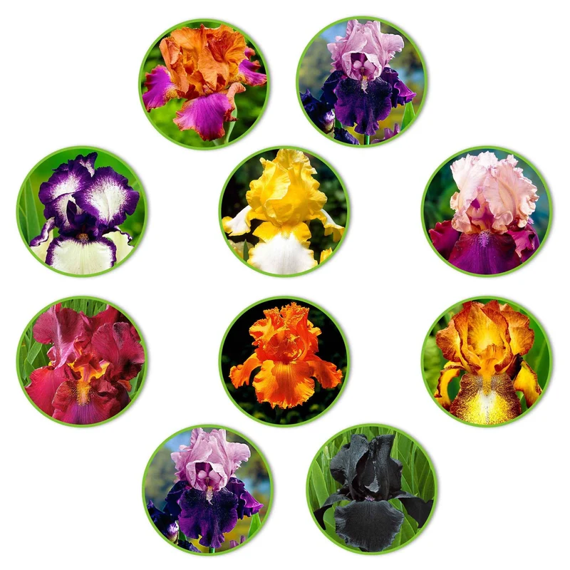 Iris Mischung 'Flowertastic'