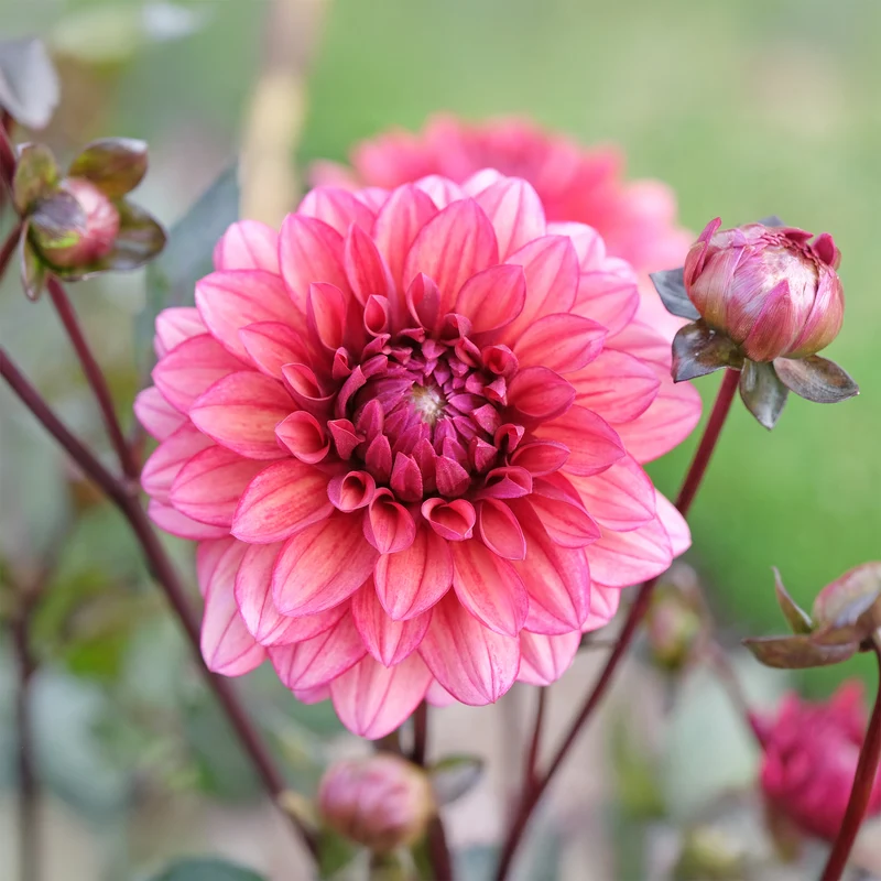 Dahlie ‘Night Silence’