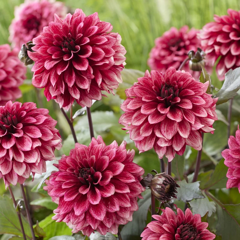 Dahlie ‘Night Silence’