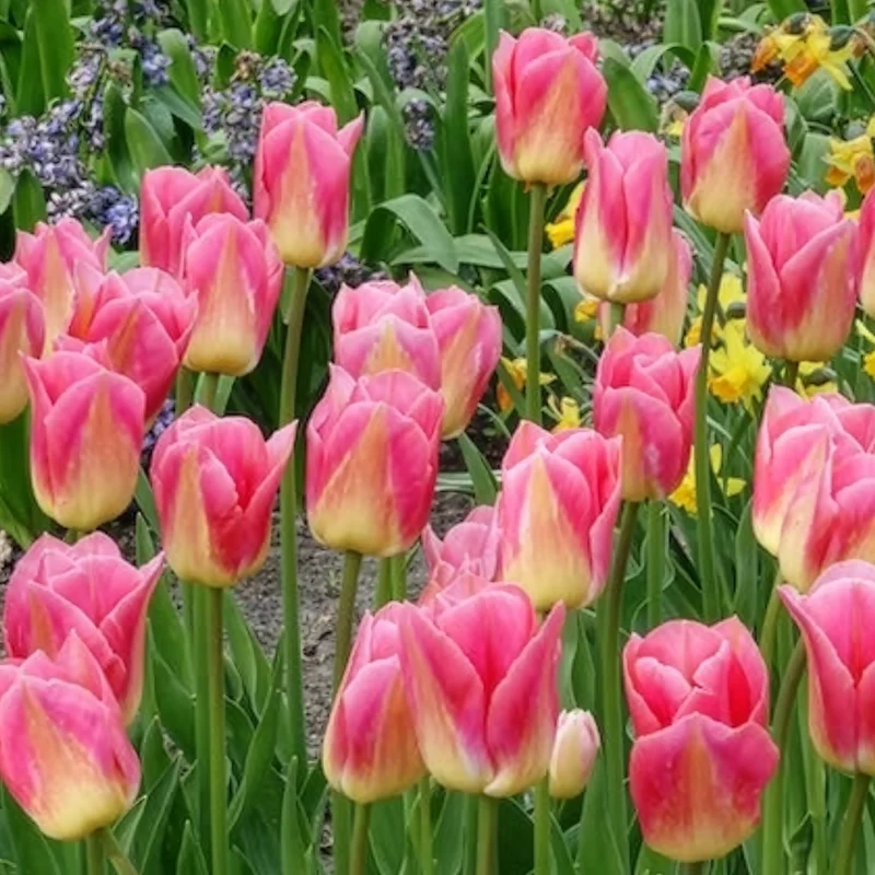 Triumph-Tulpen Tom Pouce