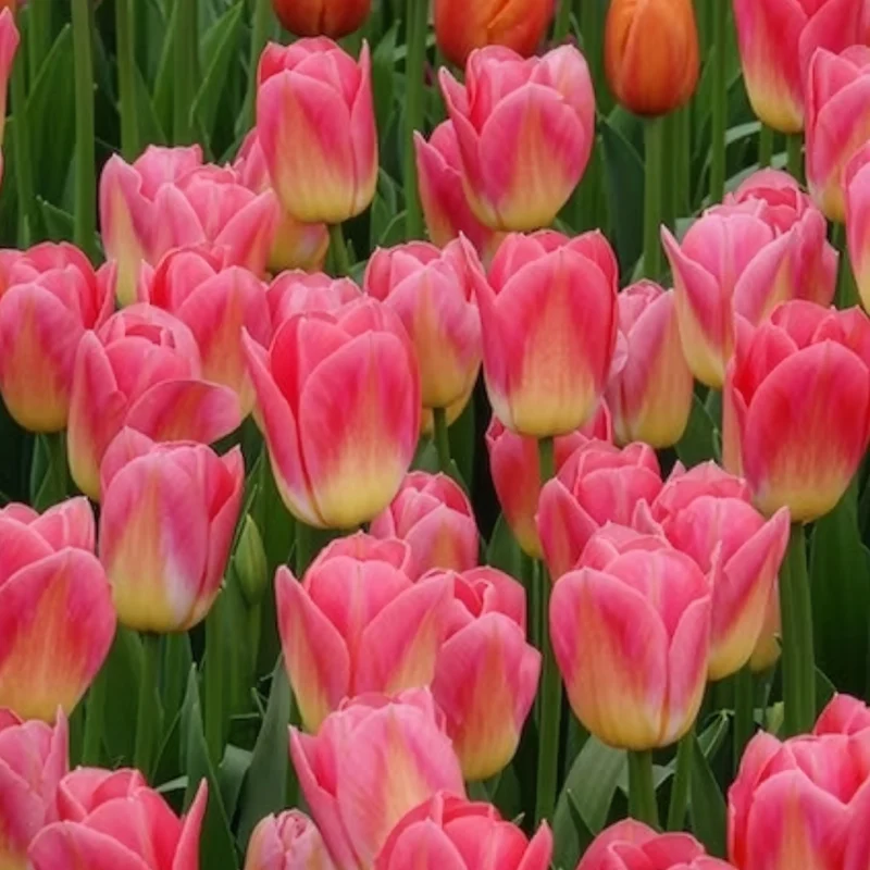 Triumph-Tulpen Tom Pouce