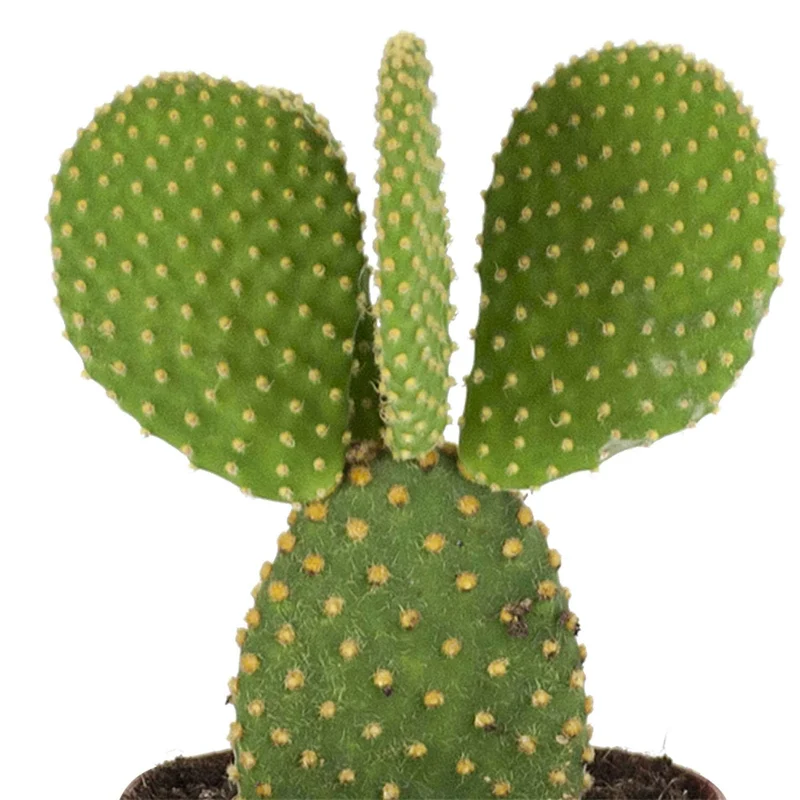 Hasenohrenkaktus