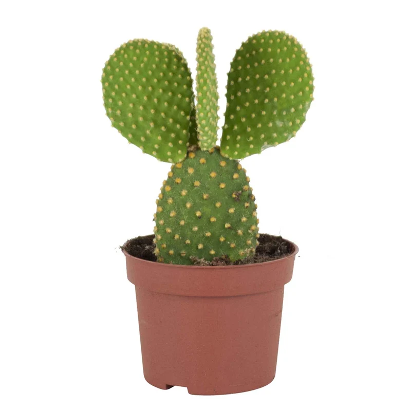 Hasenohrenkaktus