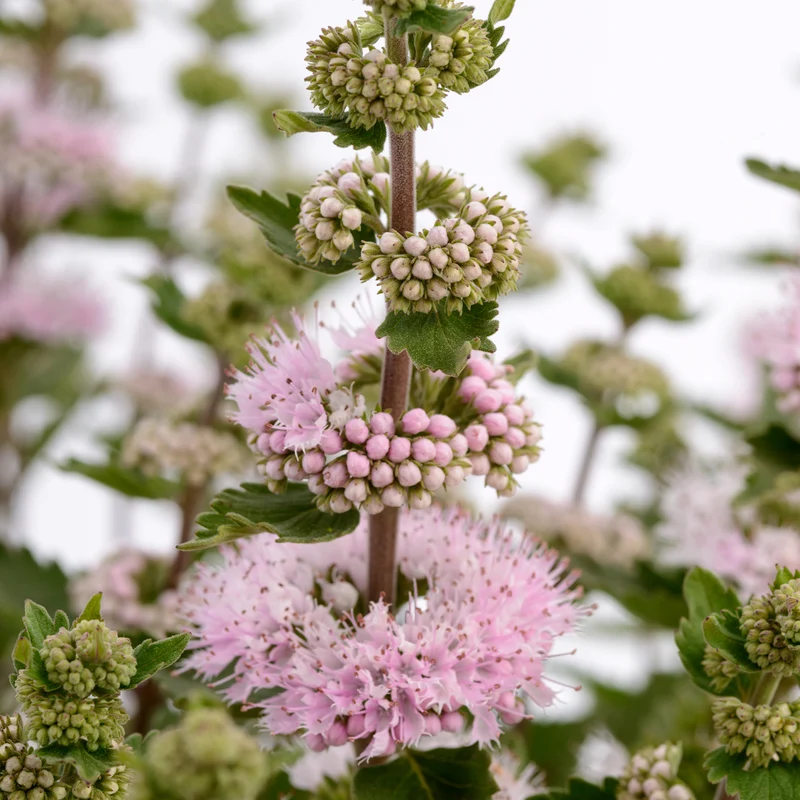 Bartblume ‘Camara’® Pink