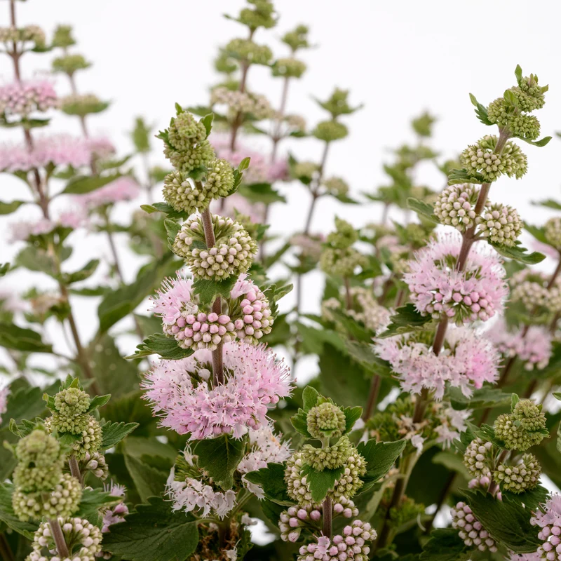 Bartblume ‘Camara’® Pink