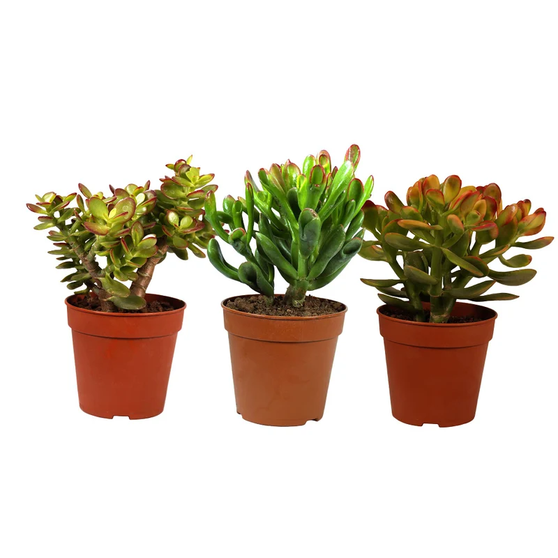 Dickblatt, 3 Pflanzen