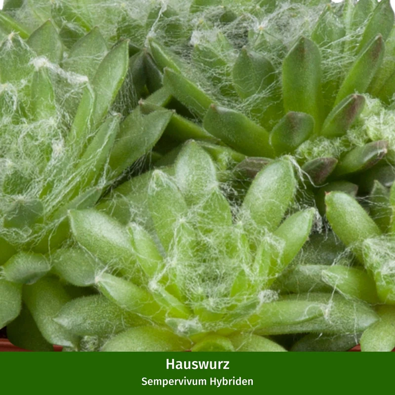 Hauswurz-Set