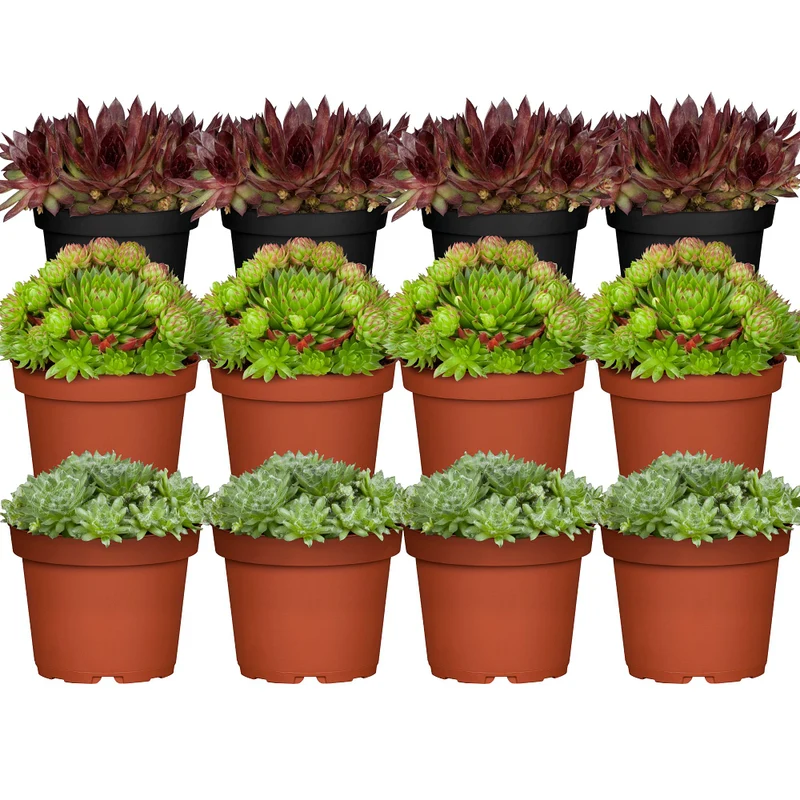 Hauswurz-Set