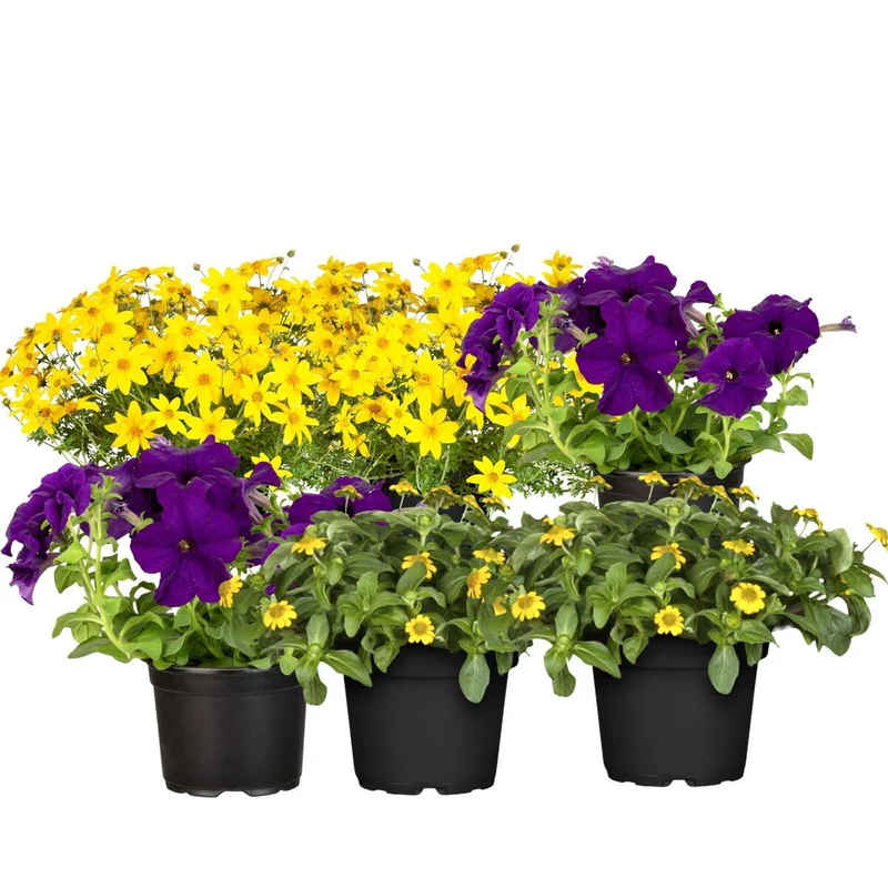Balkonblumen "Sonnige Farbkontraste"