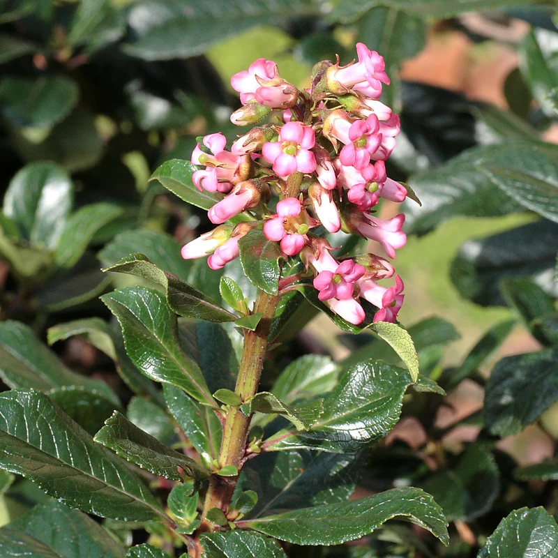Escallonia rubra ‘Macrantha’