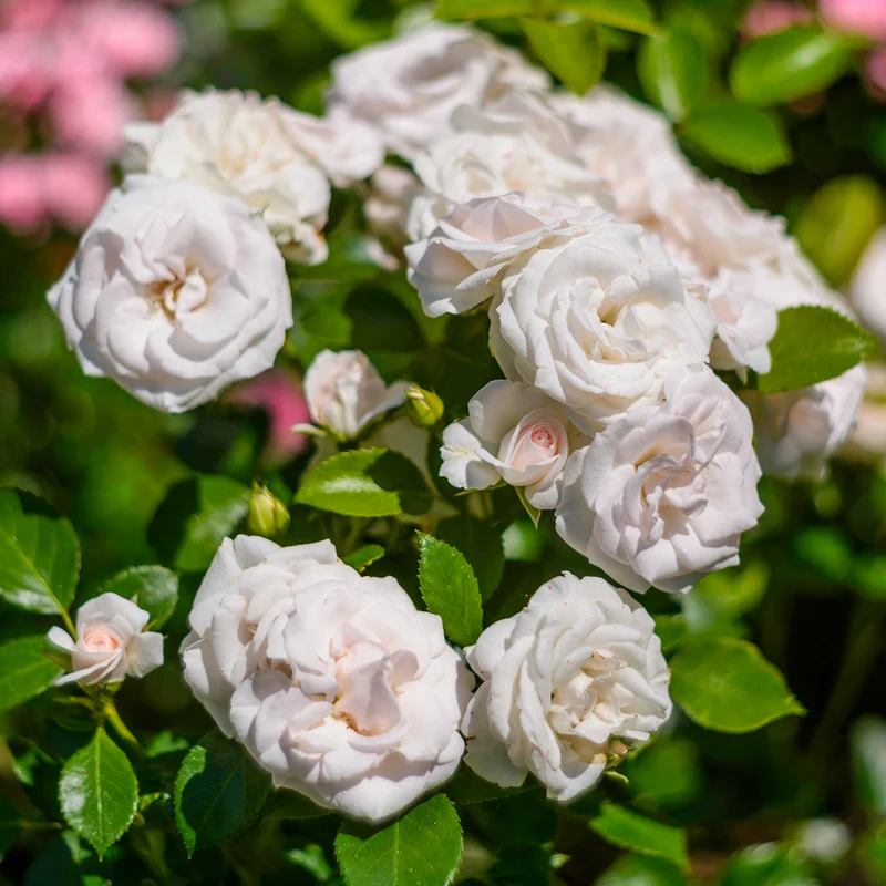 Aspirin Rose ®